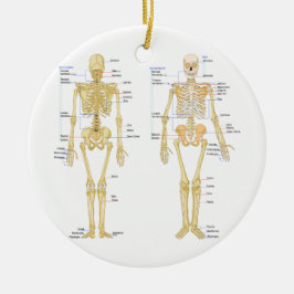 Humaan Skeleton met anatomiediagram Keramisch Ornament