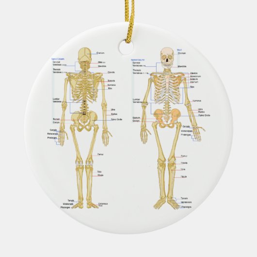 Humaan Skeleton met anatomiediagram Keramisch Ornament (Voorkant)
