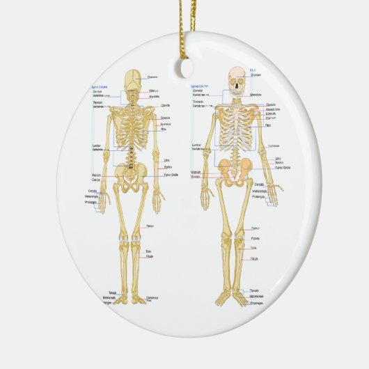 Humaan Skeleton met anatomiediagram Keramisch Ornament (Links)