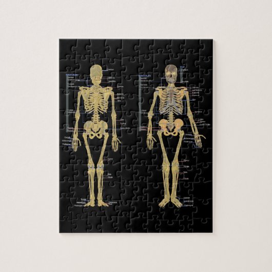 Humaan Skeleton met anatomiediagram Legpuzzel (Verticaal)