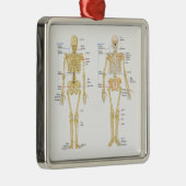Humaan Skeleton met anatomiediagram Metalen Ornament (Rechts)
