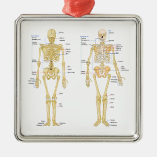 Humaan Skeleton met anatomiediagram Metalen Ornament