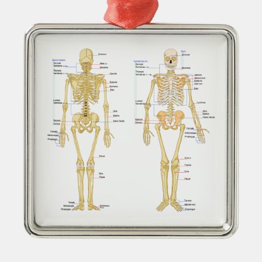 Humaan Skeleton met anatomiediagram Metalen Ornament (Voorkant)