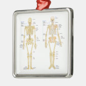 Humaan Skeleton met anatomiediagram Metalen Ornament (Links)