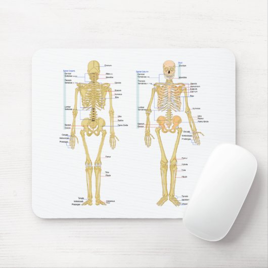 Humaan Skeleton met anatomiediagram Muismat (Met muis)