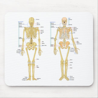 Humaan Skeleton met anatomiediagram Muismat