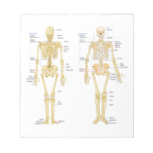 Humaan Skeleton met anatomiediagram Notitieblok (Voorkant)