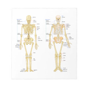 Humaan Skeleton met anatomiediagram Notitieblok