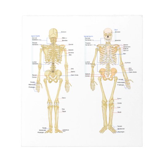 Humaan Skeleton met anatomiediagram Notitieblok (Voorkant)