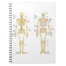 Humaan Skeleton met anatomiediagram