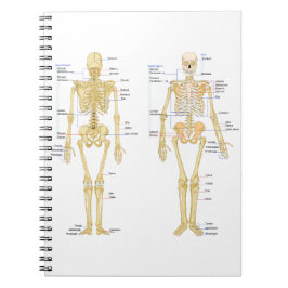 Humaan Skeleton met anatomiediagram Notitieboek