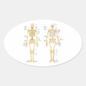Humaan Skeleton met anatomiediagram Ovale Sticker (Voorkant)