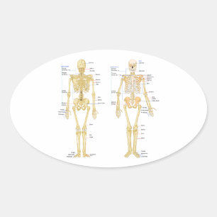 Humaan Skeleton met anatomiediagram Ovale Sticker
