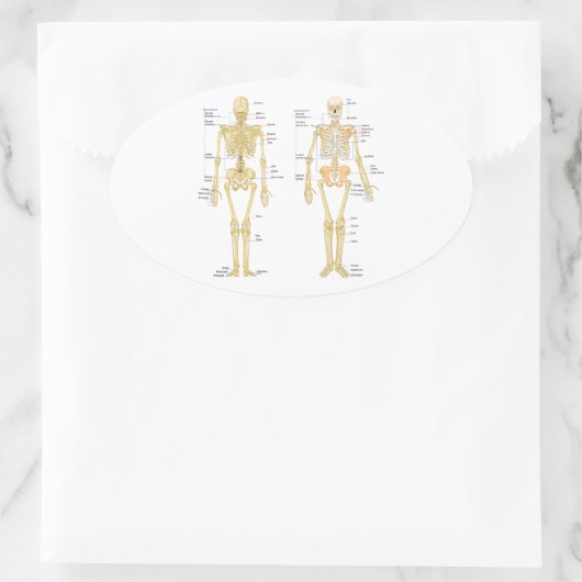 Humaan Skeleton met anatomiediagram Ovale Sticker (Tas)