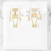 Humaan Skeleton met anatomiediagram Rechthoekige Sticker (Tas)