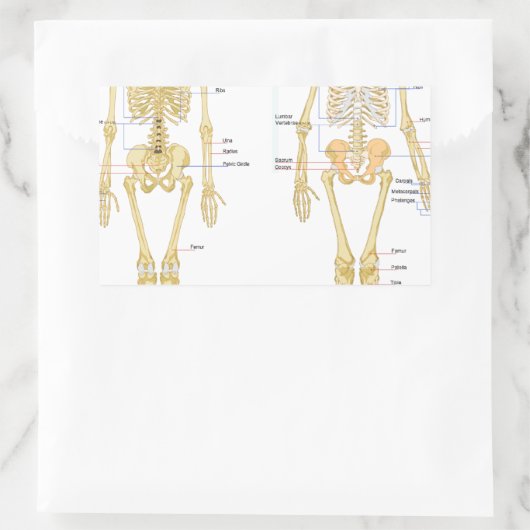 Humaan Skeleton met anatomiediagram Rechthoekige Sticker (Tas)