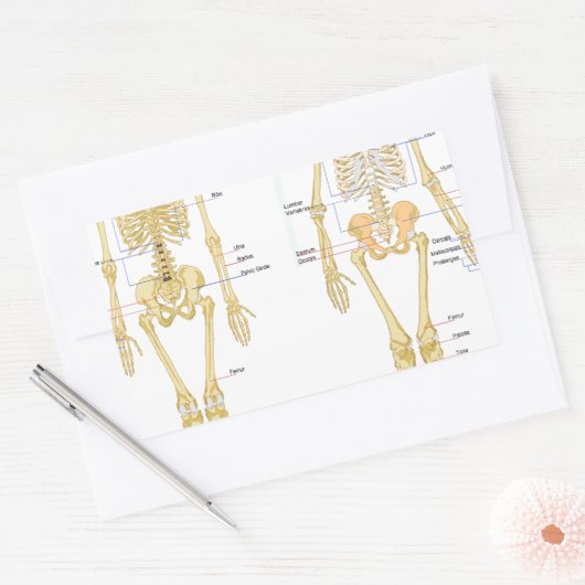 Humaan Skeleton met anatomiediagram Rechthoekige Sticker (Envelop)