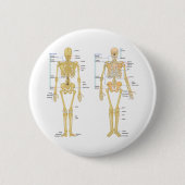 Humaan Skeleton met anatomiediagram Ronde Button 5,7 Cm (Voorkant)