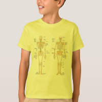 Humaan Skeleton met anatomiediagram