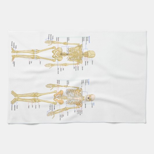 Humaan Skeleton met anatomiediagram Theedoek (Horizontaal)