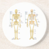 Humaan Skeleton met anatomiediagram Zandsteen Onderzetter (Voorkant)