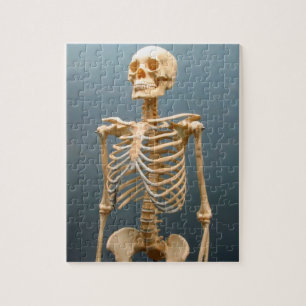 Humaan Skeleton Puzzle Legpuzzel