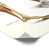 Humaan Skeletspierstelsel- en musculair Anatomie P Poster (Hoek)