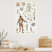 Humaan Skeletspierstelsel- en musculair Anatomie P Poster (Keuken)