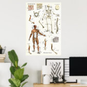Humaan Skeletspierstelsel- en musculair Anatomie P Poster (Thuiskantoor)