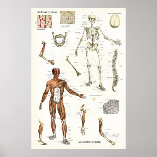 Humaan Skeletspierstelsel- en musculair Anatomie P Poster (Voorkant)