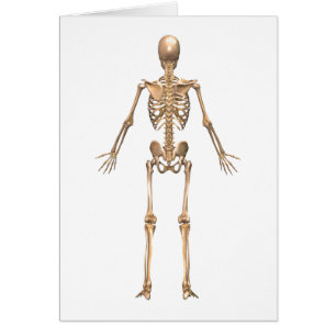 Humaan Skeletstelsel, Rugpijn Uitzicht