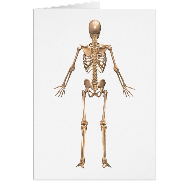 Humaan Skeletstelsel, Rugpijn Uitzicht (Voorkant)