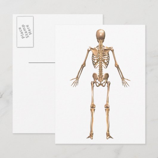 Humaan Skeletstelsel, Rugpijn Uitzicht Briefkaart (Voorkant / Achterkant)