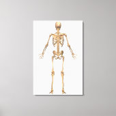 Humaan Skeletstelsel, Rugpijn Uitzicht Canvas Afdruk (Voorkant)