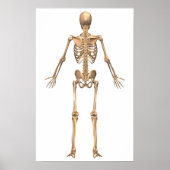 Humaan Skeletstelsel, Rugpijn Uitzicht Poster (Voorkant)