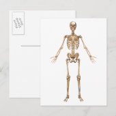 Humaan Skeletsysteem, voorste Uitzicht Briefkaart (Voorkant / Achterkant)
