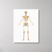 Humaan Skeletsysteem, voorste Uitzicht Canvas Afdruk (Voorkant)