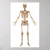 Humaan Skeletsysteem, voorste Uitzicht Poster (Voorkant)