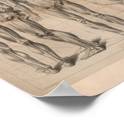 Humaan Spier Skeleton  Anatomie Afdrukken 1827 Poster (Hoek)