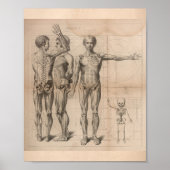 Humaan Spier Skeleton  Anatomie Afdrukken 1827 Poster (Voorkant)