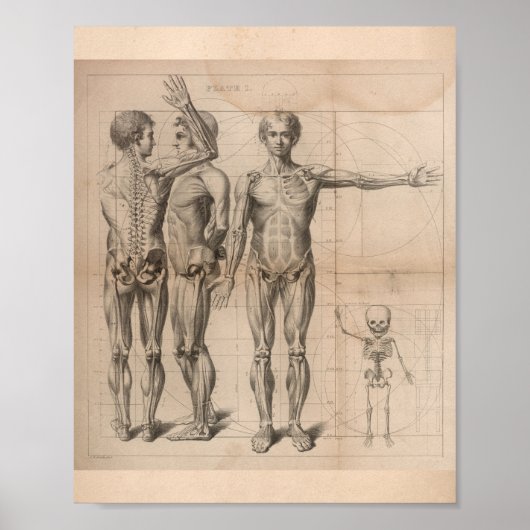 Humaan Spier Skeleton  Anatomie Afdrukken 1827 Poster (Voorkant)