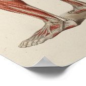 Humaan Spieranatomie Poster (Hoek)