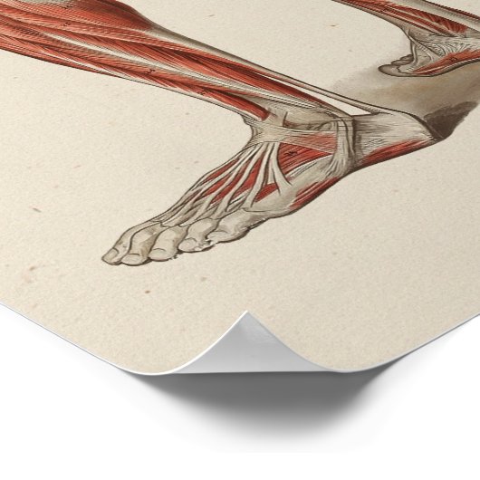 Humaan Spieranatomie Poster (Hoek)