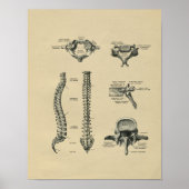 Humaan Spine Anatomy 1902  Print (Voorkant)