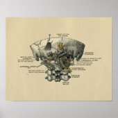 Humaan Spine Anatomy 1902  Print (Voorkant)