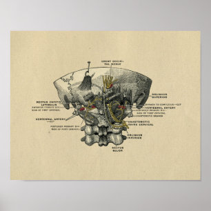 Humaan Spine Anatomy 1902  Print