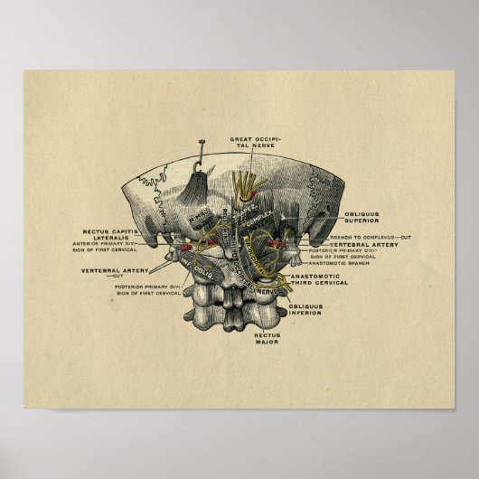 Humaan Spine Anatomy 1902  Print (Voorkant)