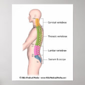 Humaan wervelkolom anatomie kleur gecodeerd poster (Voorkant)