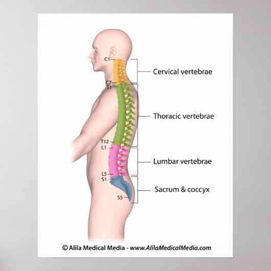 Humaan wervelkolom anatomie kleur gecodeerd poster (Voorkant)