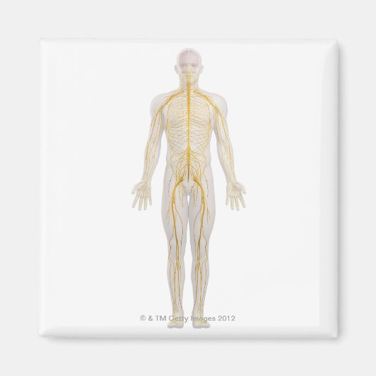 Humaan zenuwstelsel 2 magneet (Voorkant)